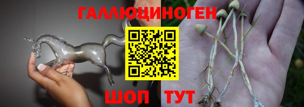 Галлюциногенные грибы Psilocybe Костомукша